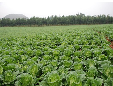 蔬菜產業(yè)規(guī)劃