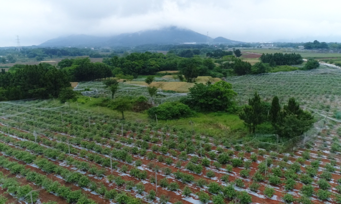 黃墩藍(lán)莓特色小鎮(zhèn)規(guī)劃布局,黃墩藍(lán)莓特色小鎮(zhèn)鄉(xiāng)村產(chǎn)業(yè)發(fā)展規(guī)劃