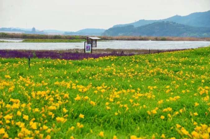 七孔橋花海露營(yíng)地