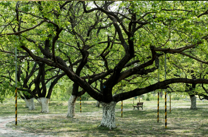 大興古桑國(guó)家森林公園露營(yíng)地