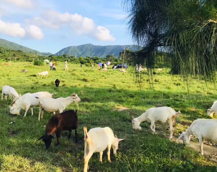 十五五規(guī)劃研究：“深圳農(nóng)場(chǎng)”模式探索與成效分析